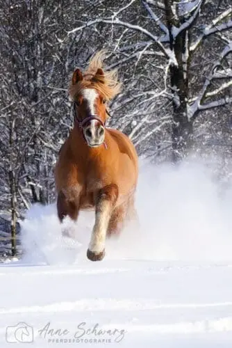 Amigo - Pferdefoto im Schnee