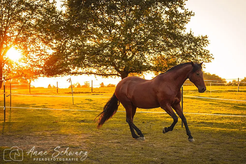 Dolida im Abendlicht - Pferdefotografie