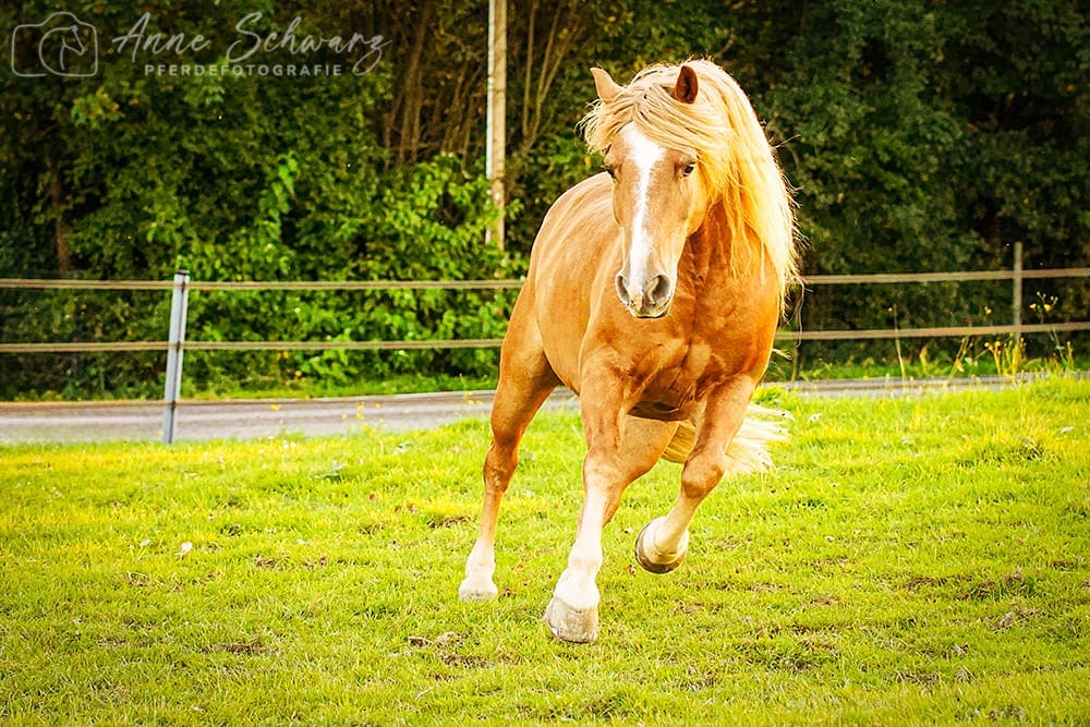 Amigo - Pferdefotografie