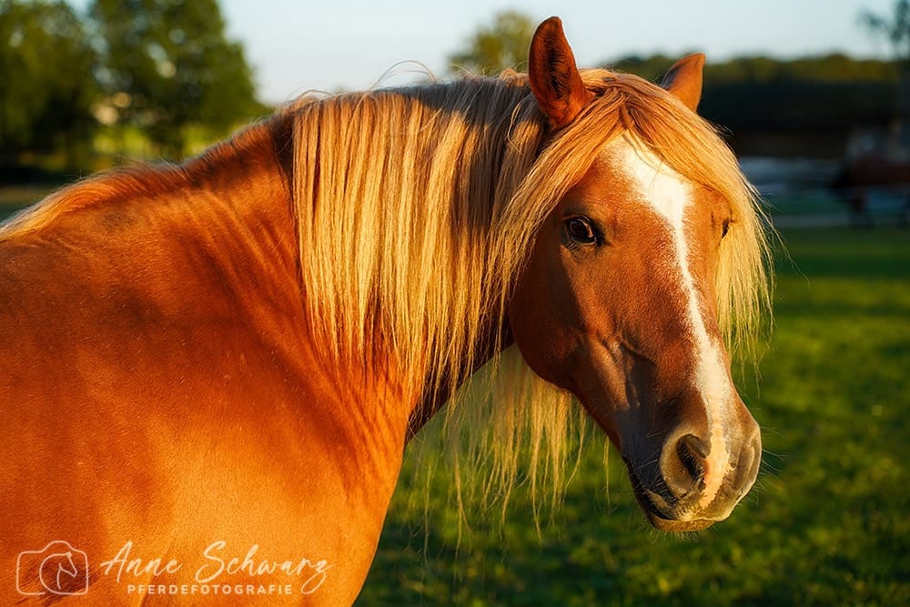 Amigo im Abendlicht - Pferdefotografie