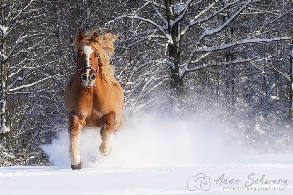 Amigo - Pferd im Schnee