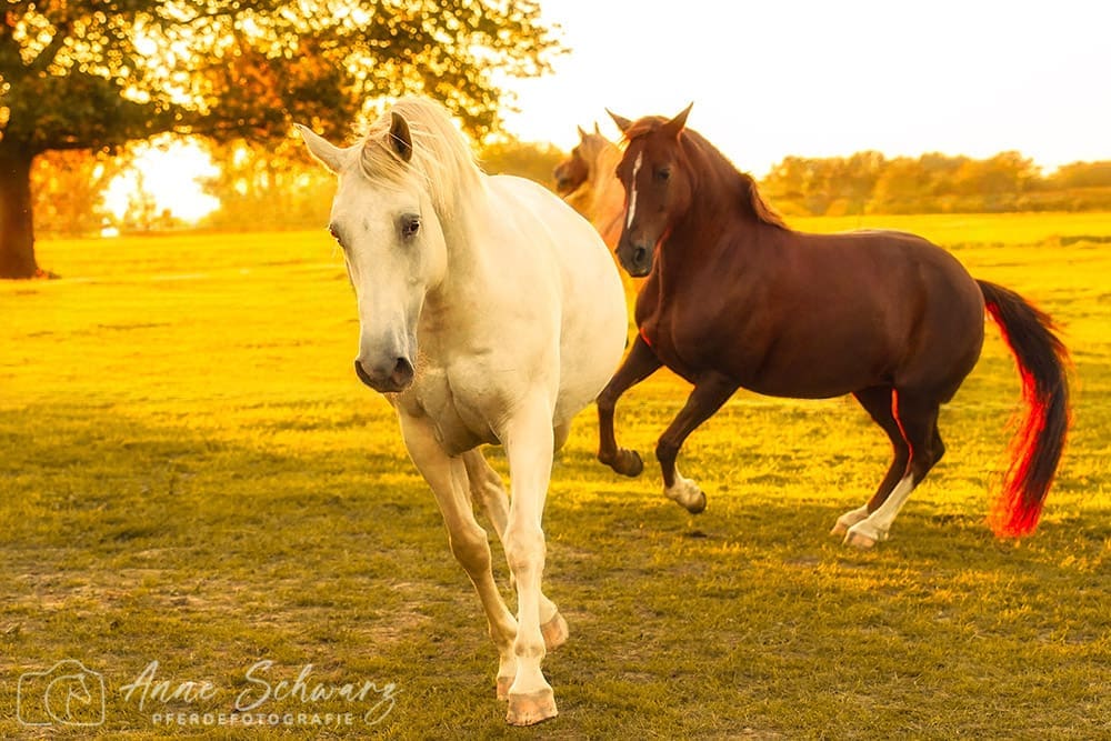 Cataleya und Ginger - Pferdefotografie