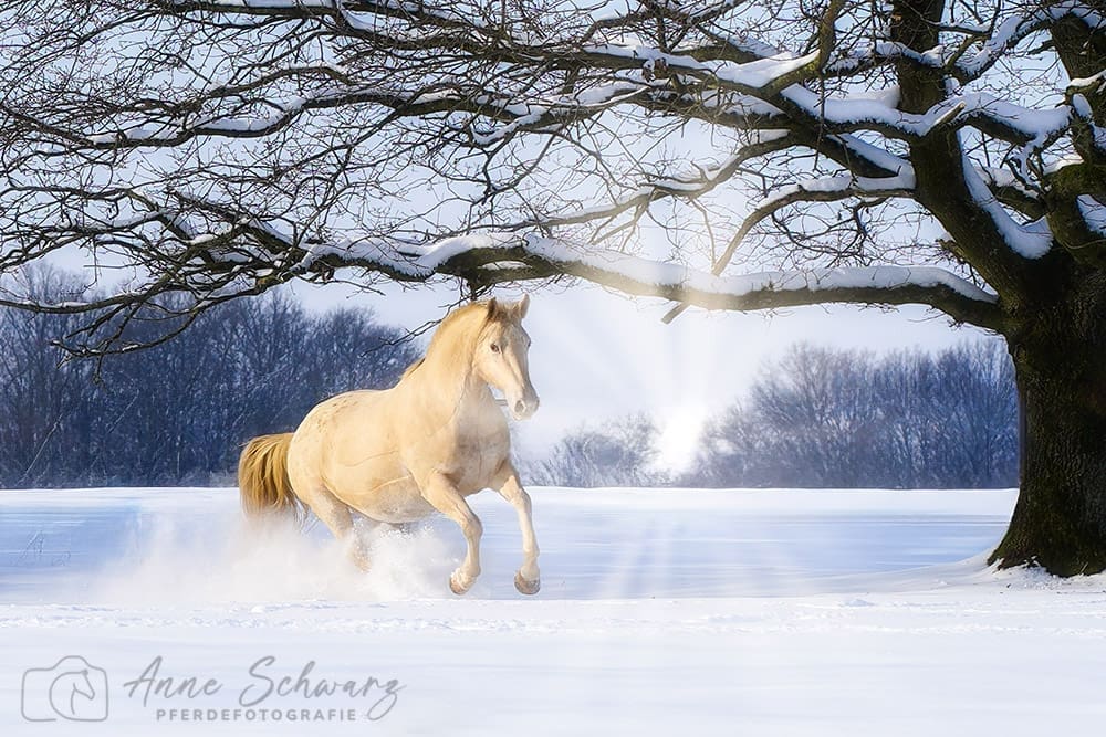 Cataleya - Pferd im Schnee