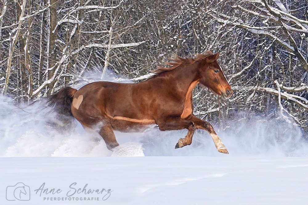 Ginger - Pferd im Schnee