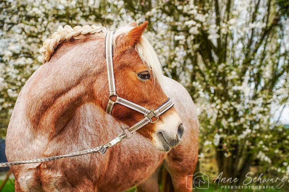 Mango - Frühlingsshooting mit den Pferden