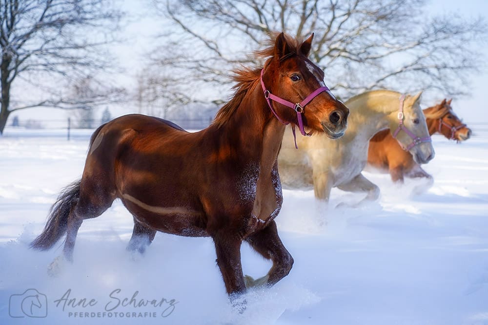 Pferde im Schnee